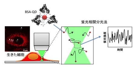 MetaBin Scheme